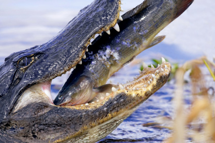 alligator florida alligators facts crocodile eating diet american jaws strong catfish crocodiles fish wild running eat rough chinese science wonderopolis